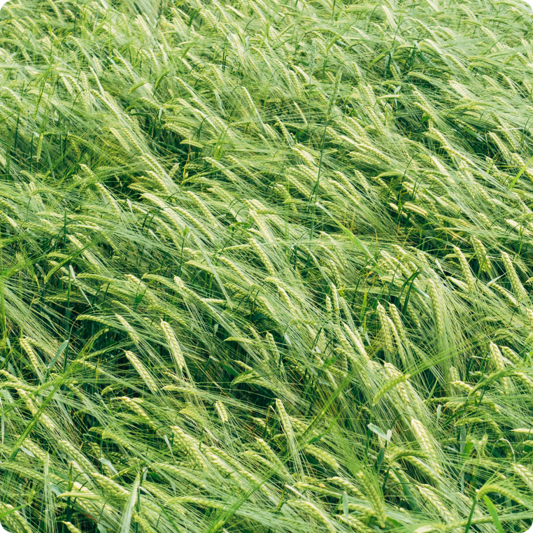 Adrenal, Thyroid, and Hormonal Support