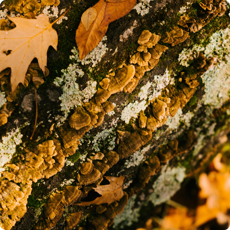 Immune, Metabolic & General Health