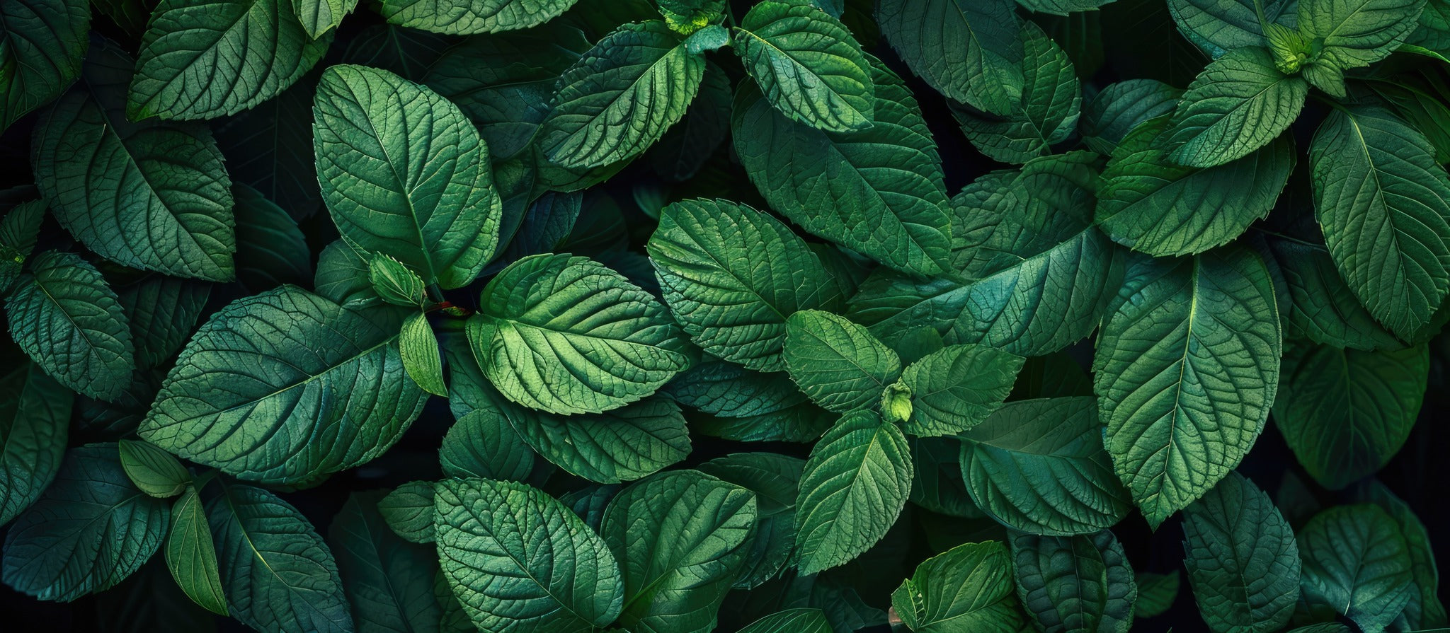 AdobeStock_803249728.jpg